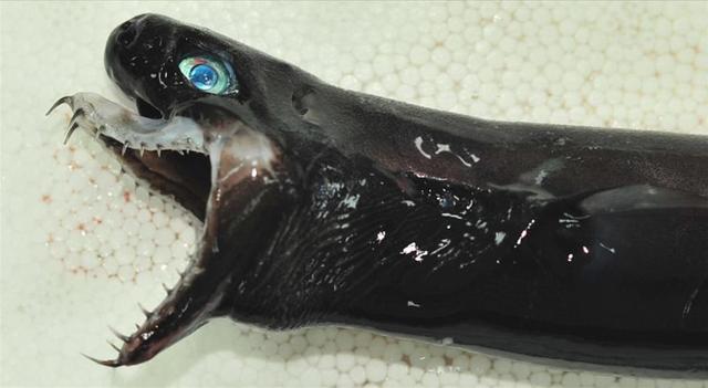 Investigadores descubren un tiburón con mandíbula extensible que se asemeja a la de «Alien»