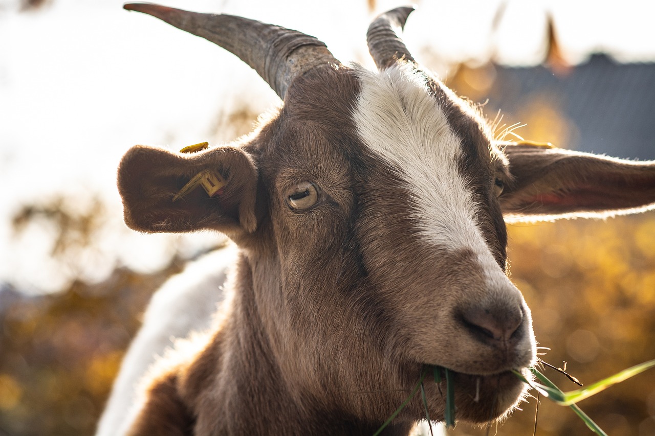 ¿Por qué las cabras tienen pupilas horizontales?
