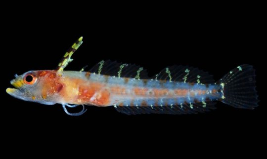 Científicos descubren una zona oceánica completamente nueva llena de especies desconocidas