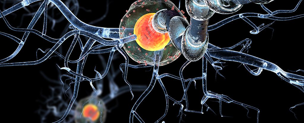 Un nuevo estudio muestra por qué realmente necesitas cuidar tus neuronas