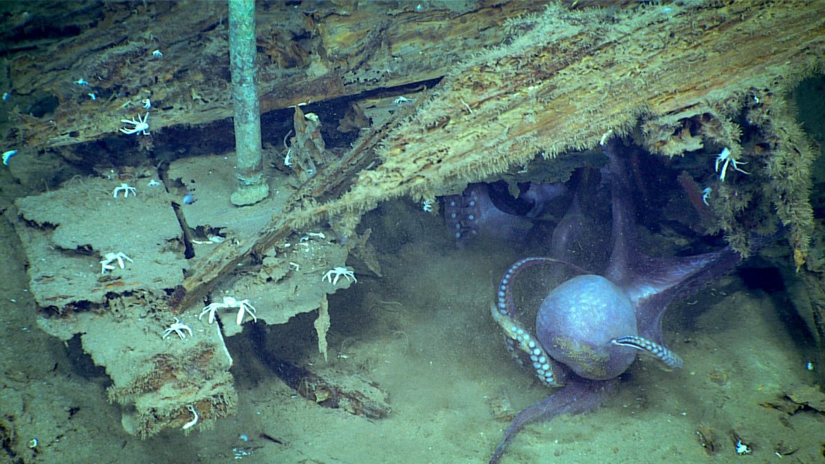 Mira cómo dos cefalópodos luchan en las profundidades marinas del golfo de México