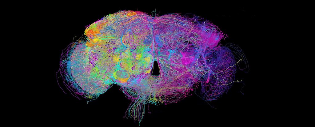 Este es el mapa cerebral más completo hasta la fecha, y muestra todas las neuronas en el cerebro de una mosca de la fruta