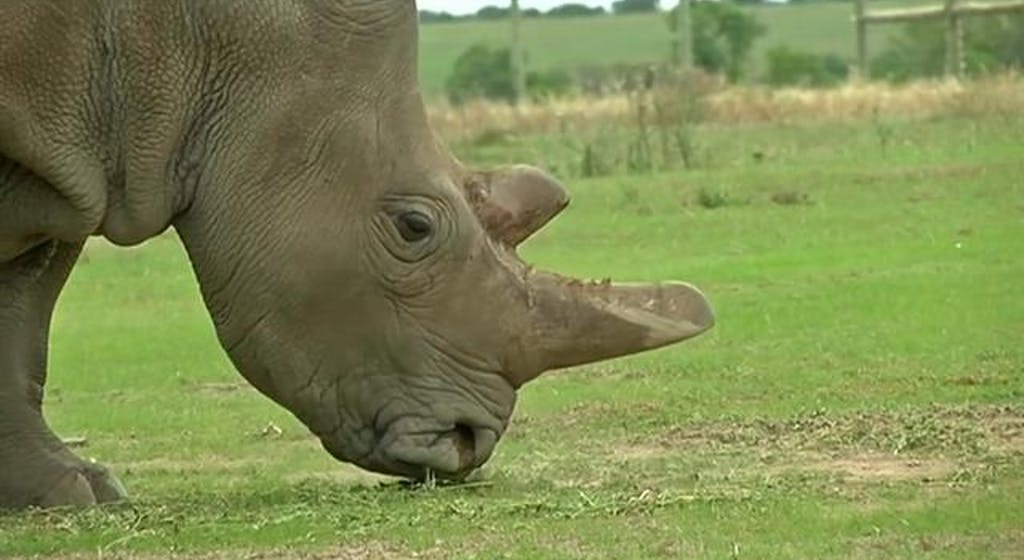 Por primera vez embriones de rinoceronte se han creado en el laboratorio y dan esperanza a especies casi extintas