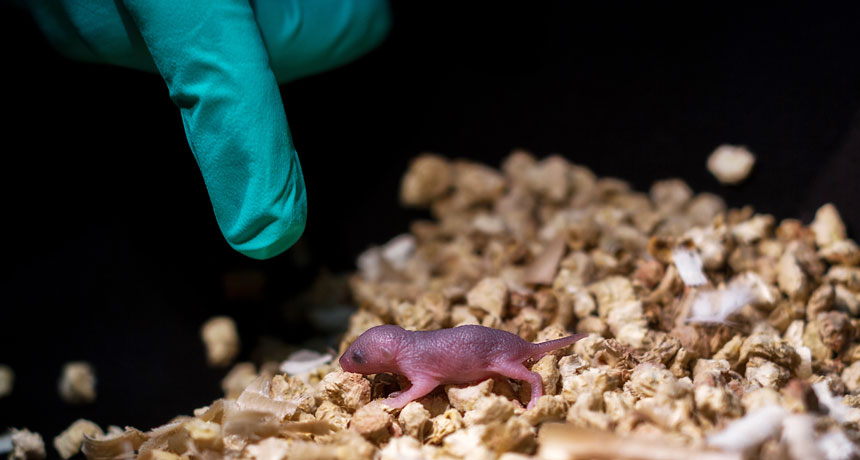 Científicos logran que nazca un bebé ratón de dos papás biológicos