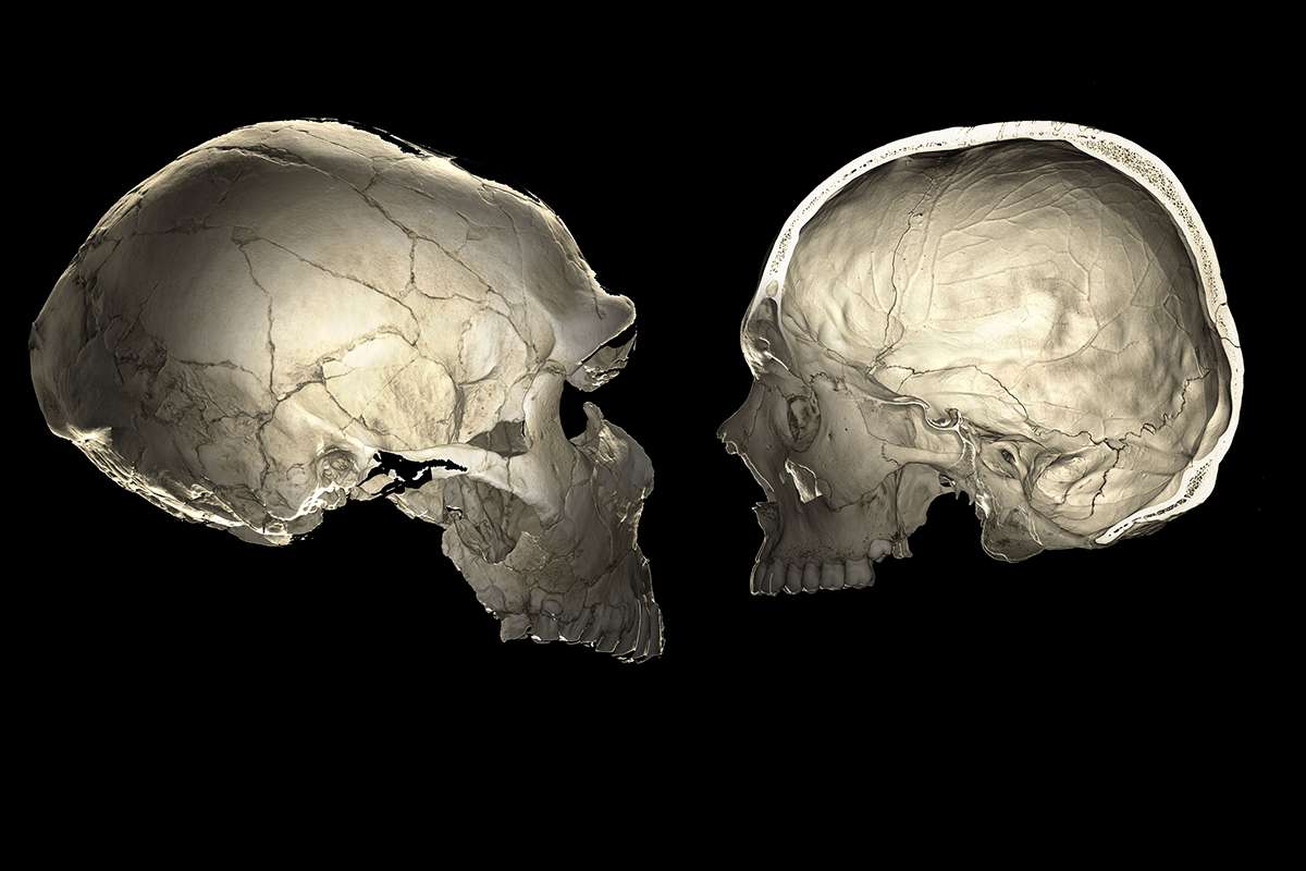 Algunas personas tienen cabezas ligeramente aplastadas gracias a ADN neandertal