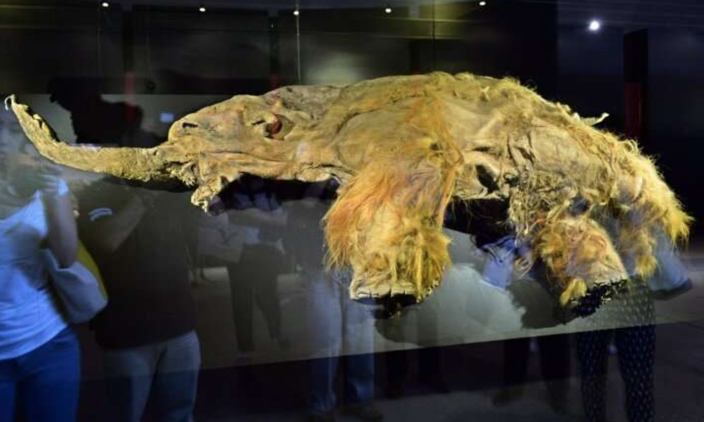 Científicos han «revivido» partes celulares de un mamut lanudo extinto de 28 000 años