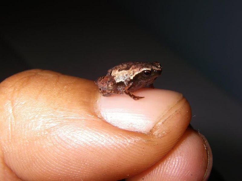 Encontradas 5 nuevas especies de rana en Madagascar