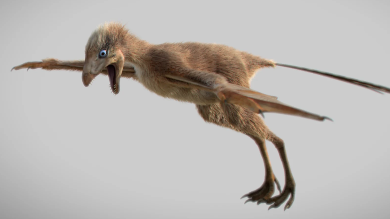 Este adorable dinosaurio  podría haber volado con alas de murciélago  