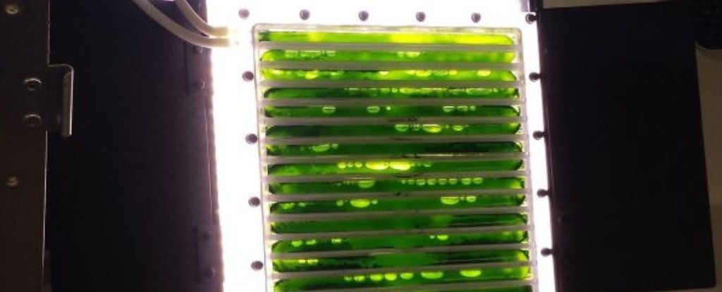 La Estación Espacial ahora cuenta con un biorreactor de algas experimental «de soporte vital» a bordo  