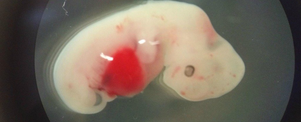 Japón aprueba los primeros experimentos de embriones humano-animal  