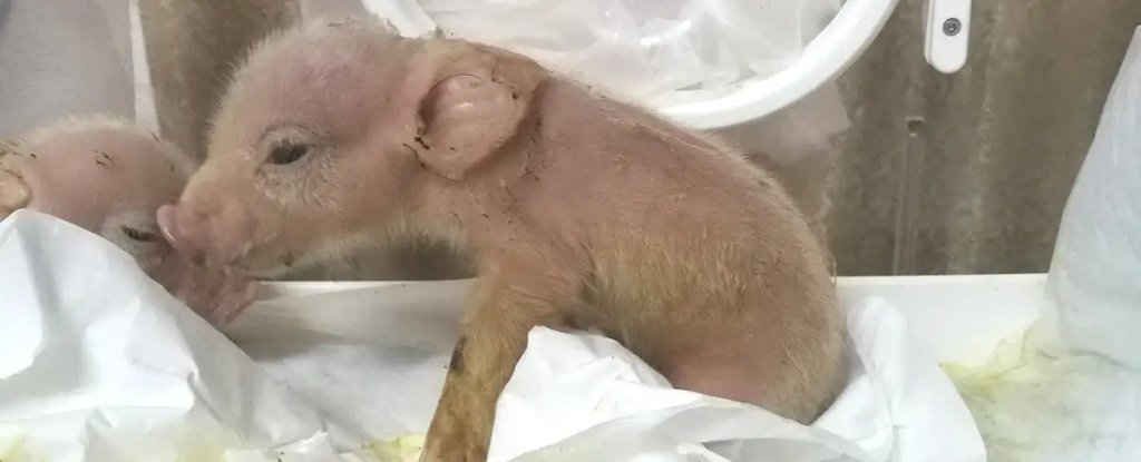 China obtiene las primeras quimeras cerdo-mono