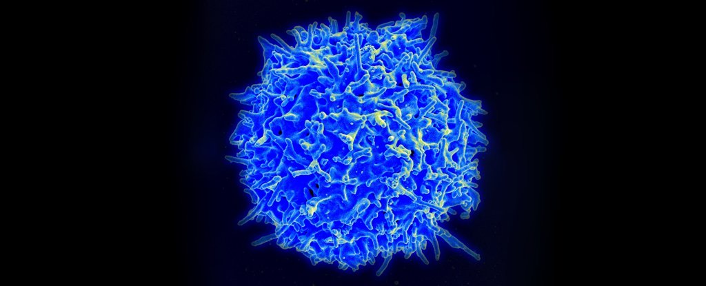 Nuevas Células T pueden matar varios tipos de cáncer en el laboratorio
