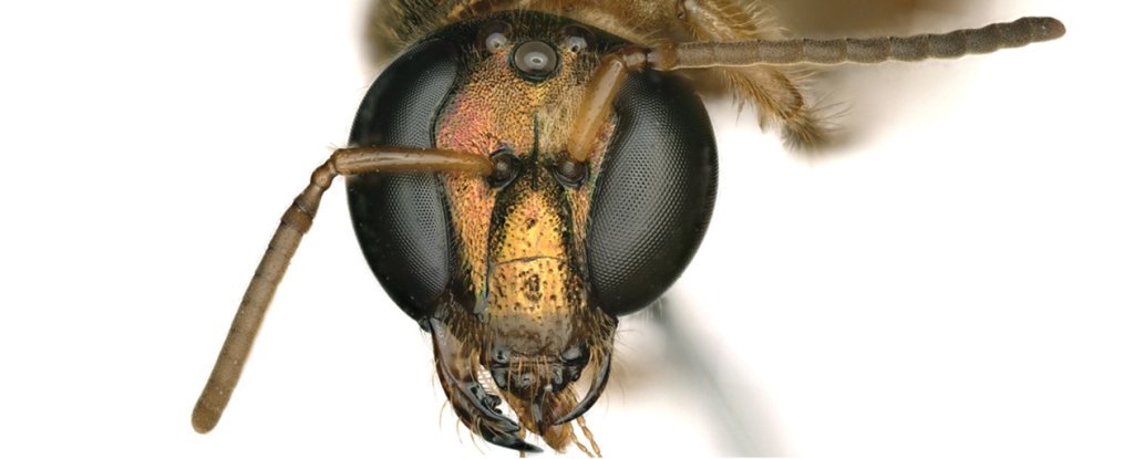 Científicos encuentran una abeja mitad macho, mitad hembra