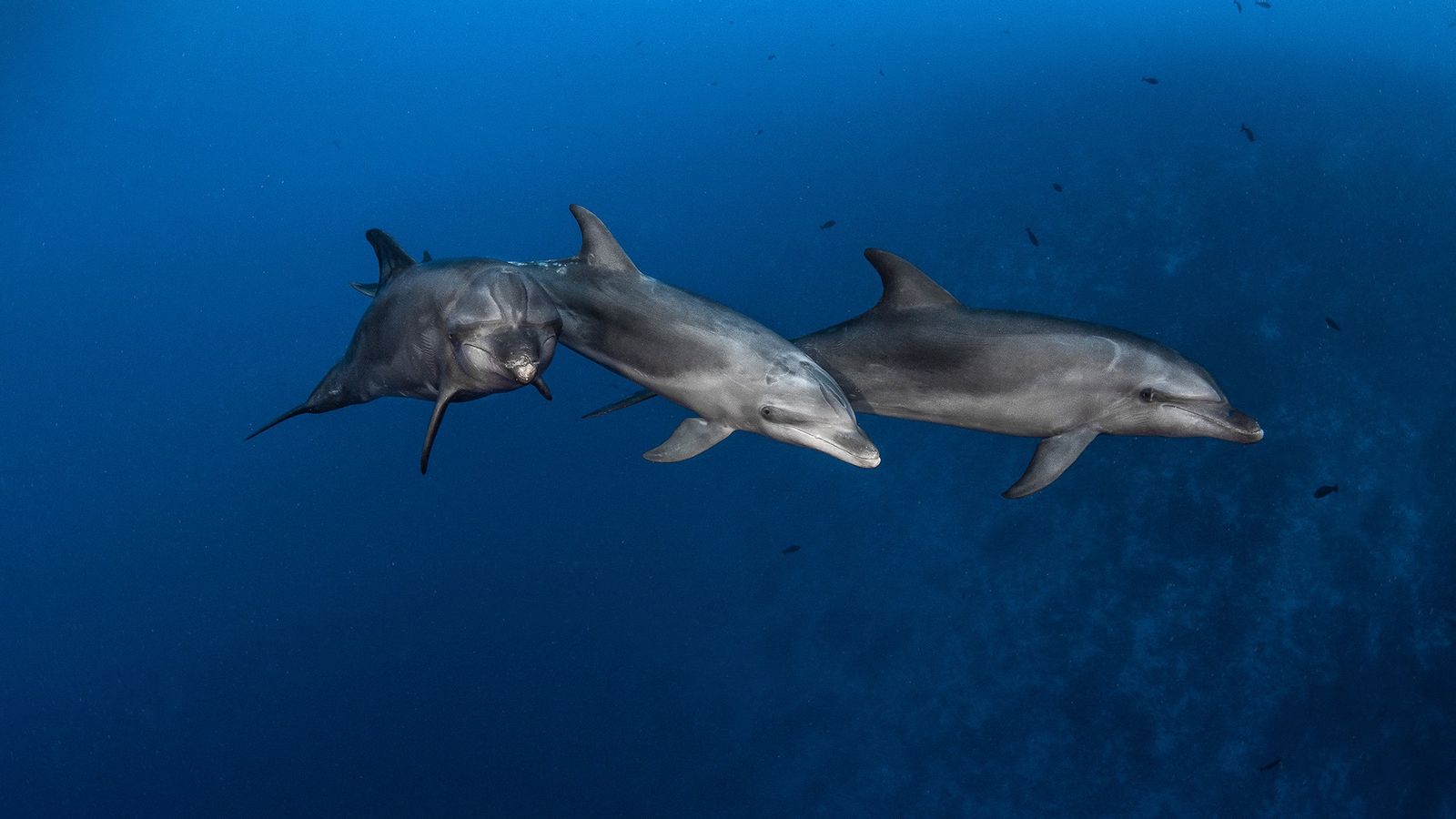 Los delfines pueden copiar y mejorar estrategias de caza de otros animales