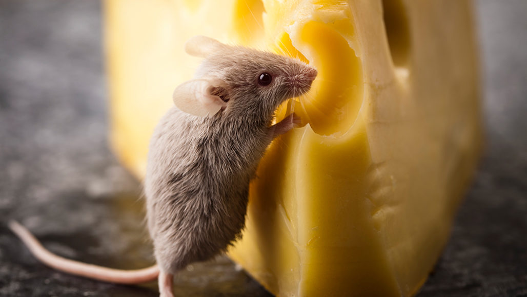Científicos han logrado que ratones huelan un olor que realmente no existe