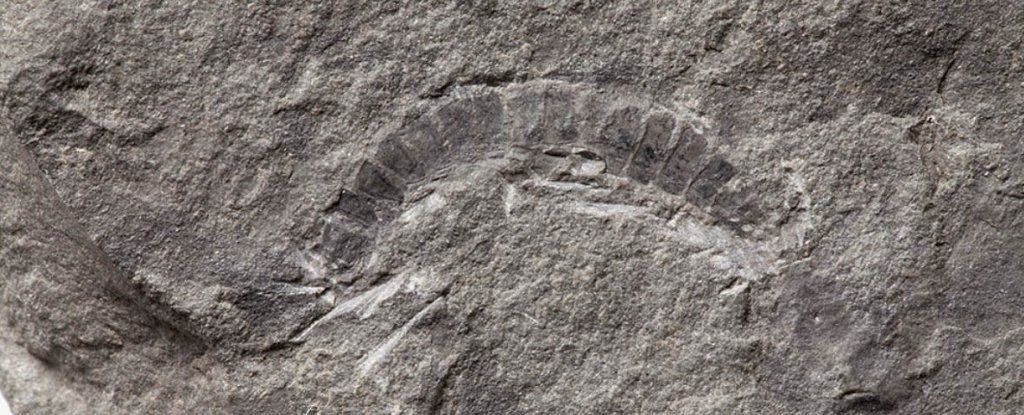Este podría ser el animal terrestre más antiguo que se haya encontrado  