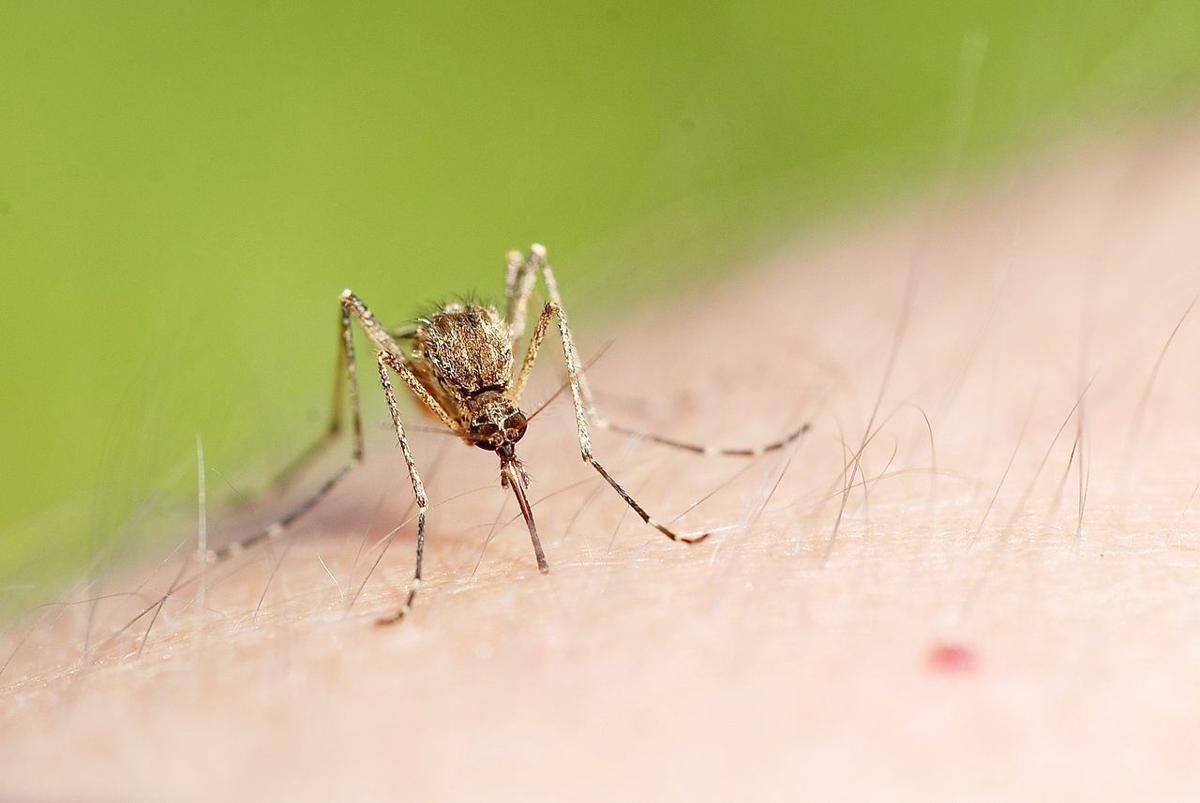 Los mosquitos comenzarán a ser más letales, según investigadores