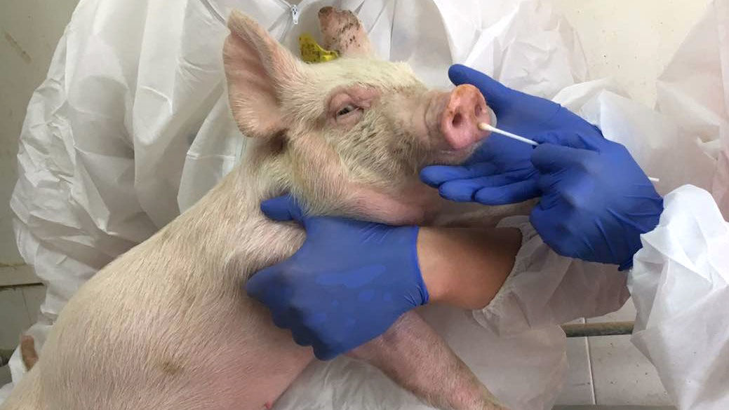 Una cepa de gripe porcina con potencial pandémico humano ha sido encontrada en cerdos en China