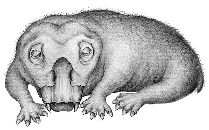 Este extraño animal de hace 250 millones de años es la muestra más antigua de hibernación