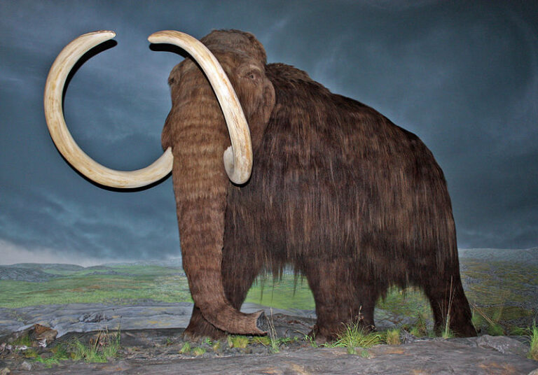Científicos rusos encuentran un mamut que aun conservaba lana, ligamentos y hasta excremento