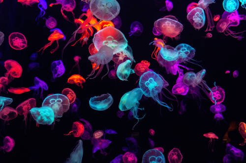 Datos que quizá no conocías sobre las medusas