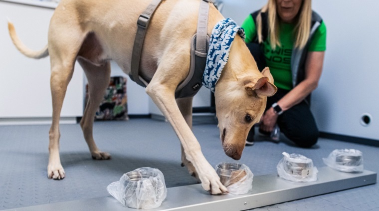 Aeropuerto de Helsinki utilizará perros para detectar COVID-19 con «casi un 100% de precisión»