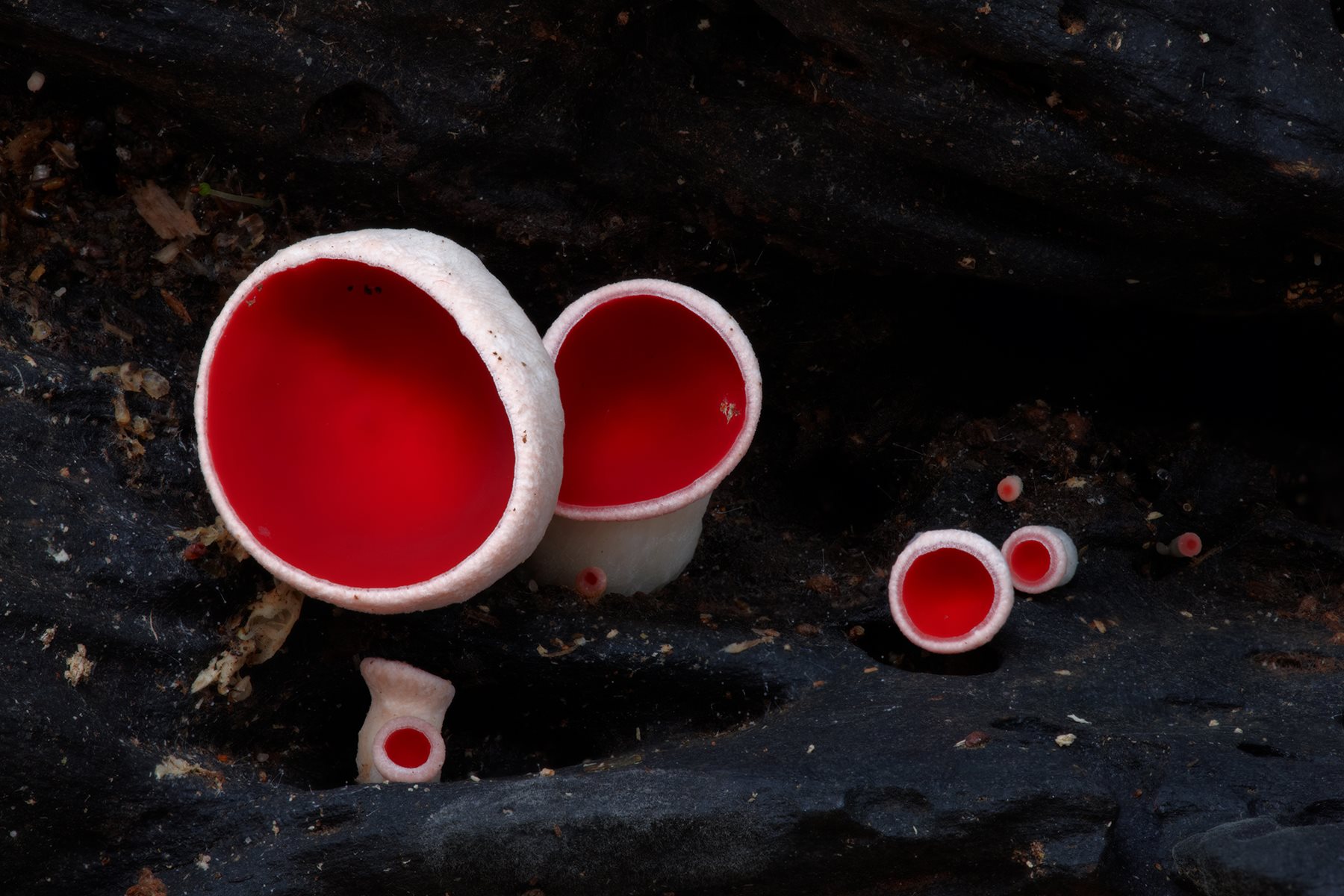 Lo que debes saber sobre los hongos