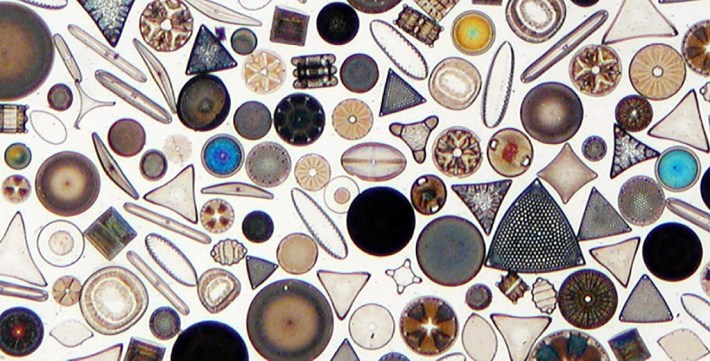 Cosas que debes saber sobre las increíbles diatomeas
