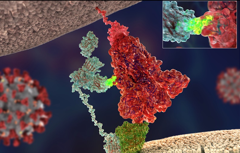 Científicos descubren otra «llave molecular» que hace que el nuevo coronavirus sea tan infeccioso