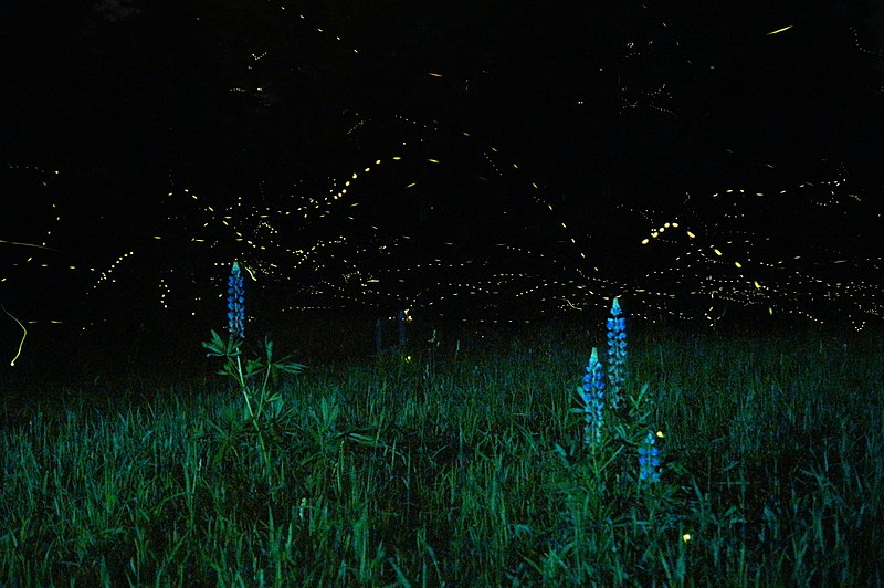 Estudio revela cómo las luciérnagas sincronizan sus luces intermitentes