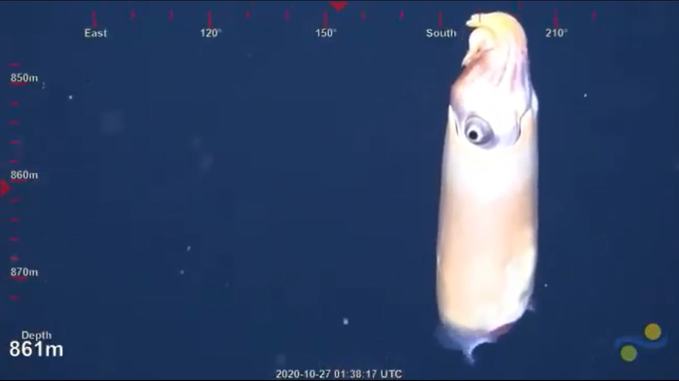 Estas son las primeras imágenes del extraño calamar Spirula en su hábitat natural