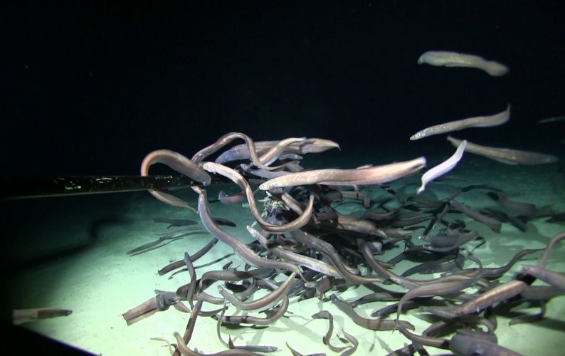 Investigadores captan la mayor cantidad de peces registrada en el fondo del océano
