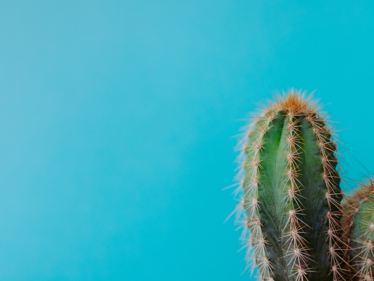 9 cosas que no sabías sobre los cactus