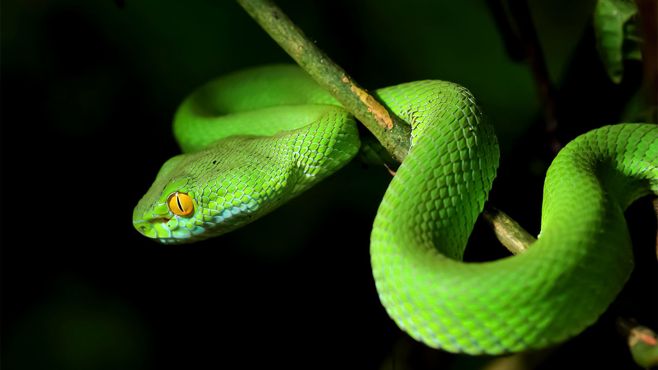 Datos interesantes sobre las serpientes