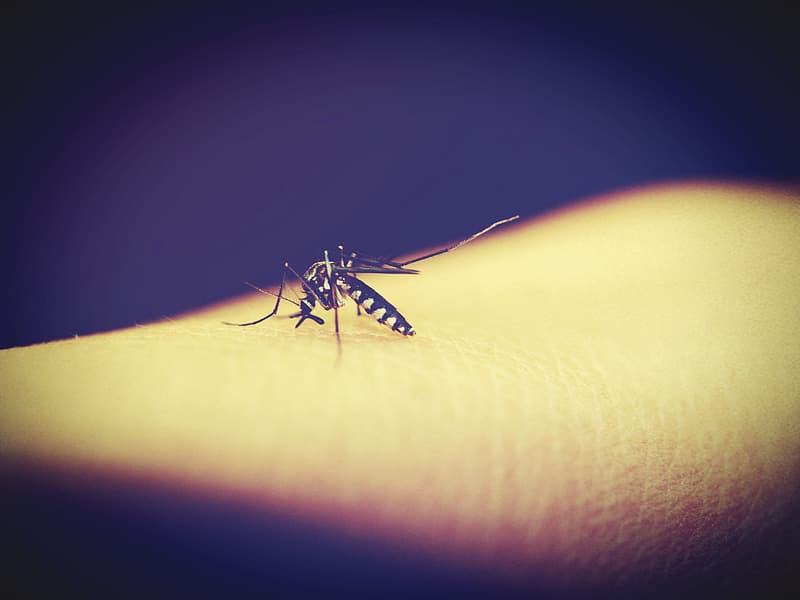 Los niños con malaria asintomática pueden ser superpropagadores del mal a los mosquitos