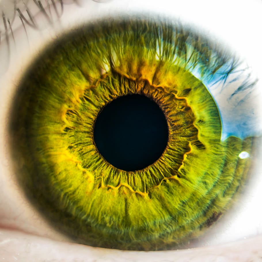 Científicos cultivan retinas en el laboratorio y están cerca de probarlas en humanos 