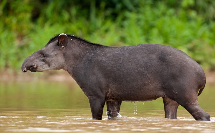 Datos sobre el tapir, el famoso arquitecto de los bosques