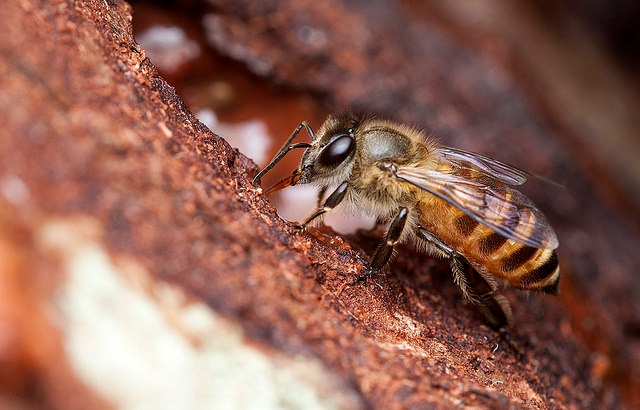 Nuevo estudio revela que las abejas también utilizan herramientas