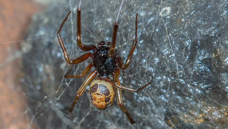 Además de veneno, las arañas falsas viudas negras también pueden inocular bacterias