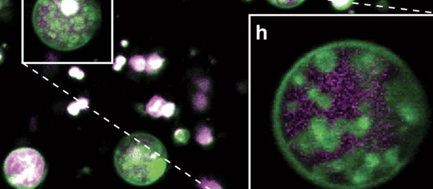 Científicos descubren una estructura escondida dentro de las células vegetales