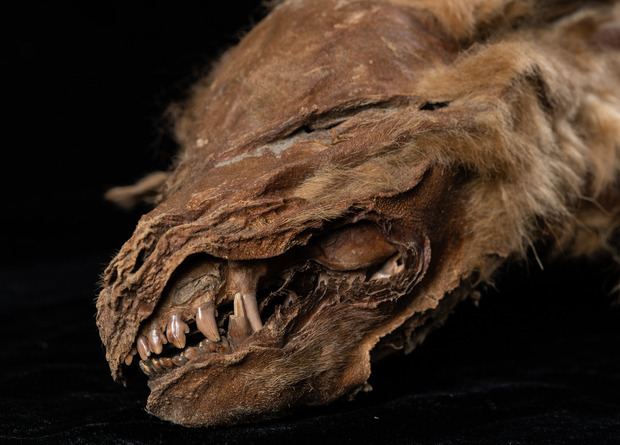 Cachorra de lobo de más de 50.000 años tiene sus tejidos casi intactos