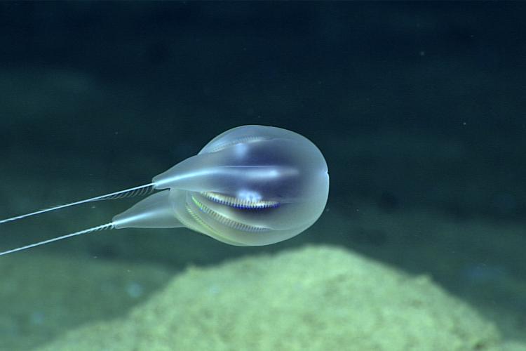 Científicos descubren un curioso animal con forma de globo en las profundidades del mar