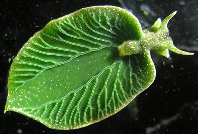 ¿Qué sabemos del molusco que hace fotosíntesis?