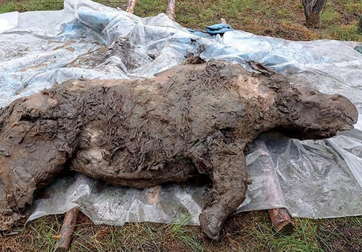 Encuentran un rinoceronte lanudo en excelente estado de conservación en Rusia