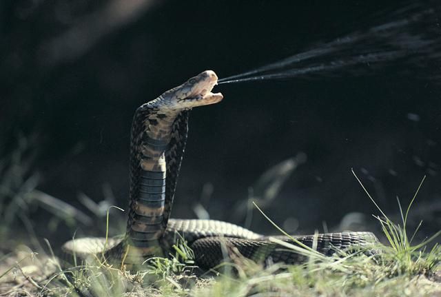 El veneno de las cobras escupidoras no evolucionó para matar, sino para defenderse (quizá de nosotros)