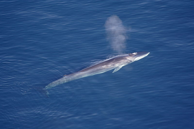 Científicos buscan usar el canto de las ballenas como sismómetros