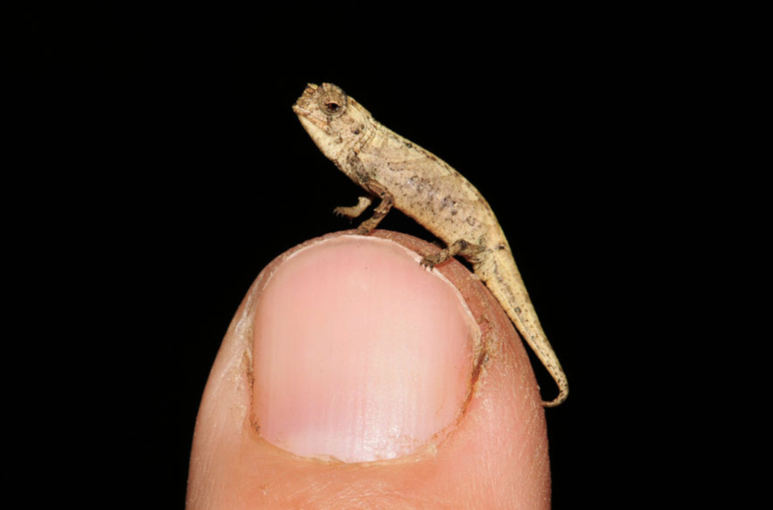 Encuentran una nueva especie de camaleón que podría ser el reptil más pequeño del mundo