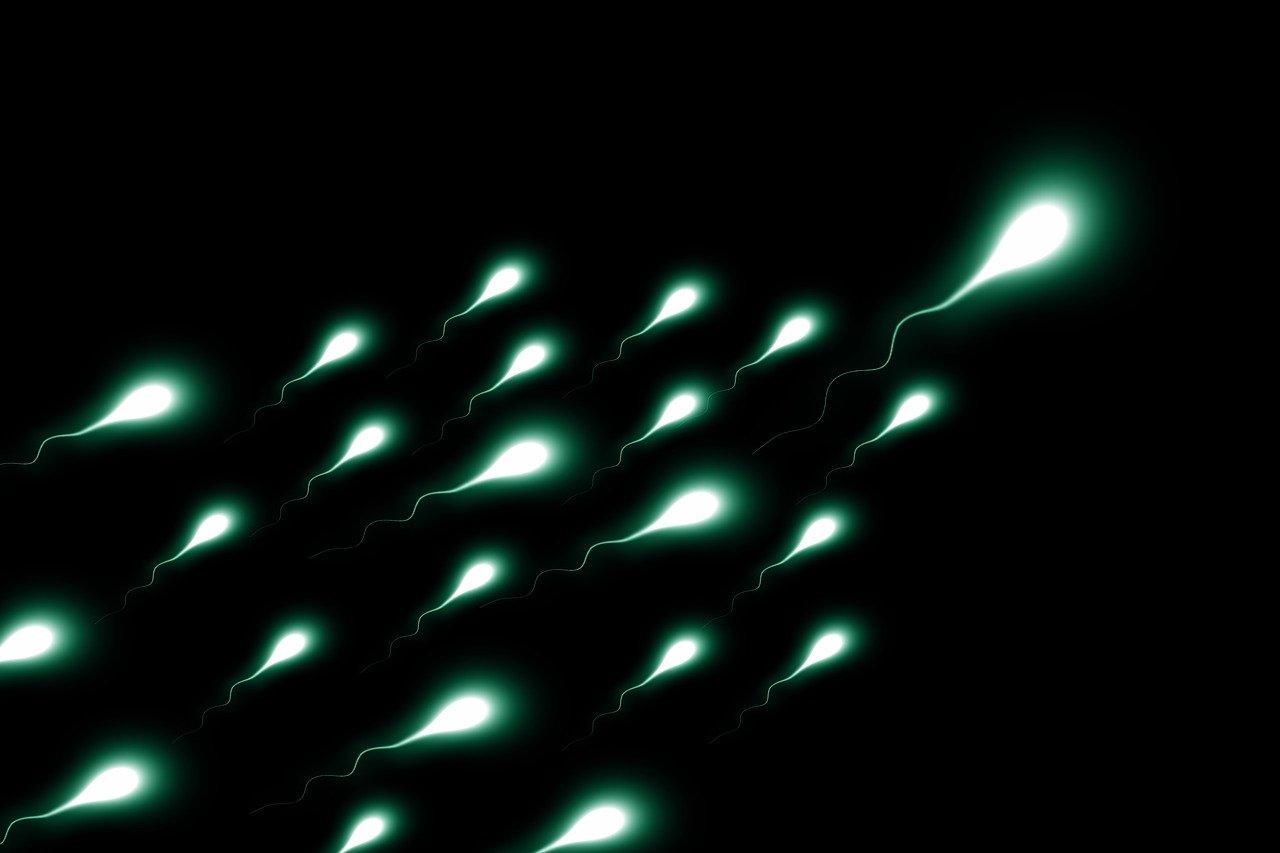 Los espermatozoides “recuerdan” y transmiten rasgos no codificados por ADN a los embriones