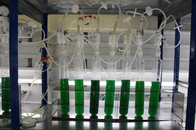 Cianobacterias modificadas nos ayudarían a producir bioplásticos rápidamente degradables