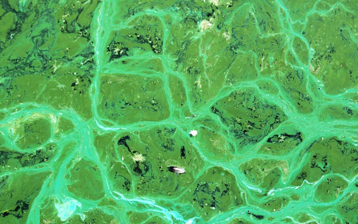 Una peligrosa y mortal cianotoxina podría aparecer en estanques con afloraciones de algas